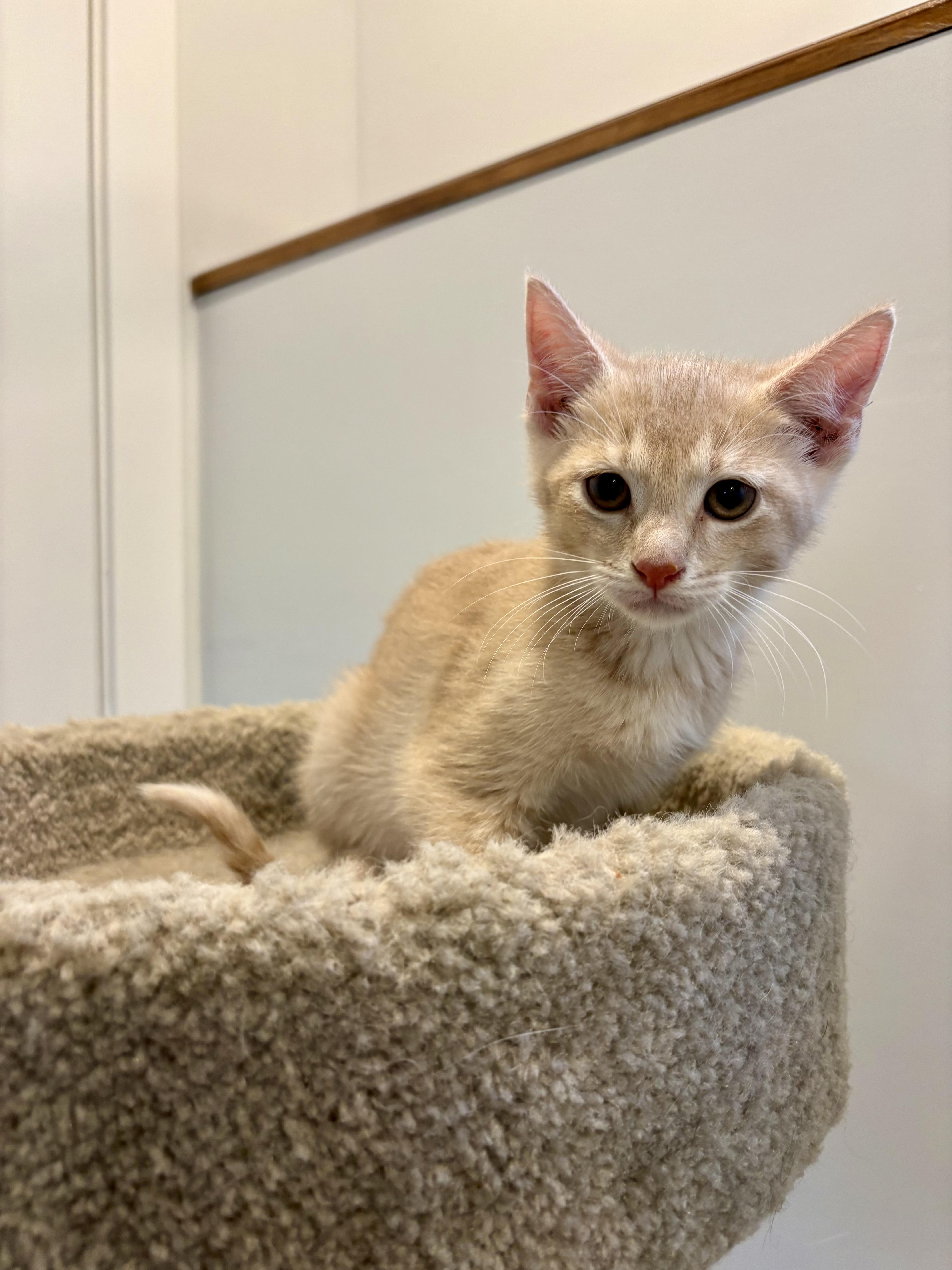 Enlarge Sol, a Adoption Pending Domestic Short Hair in Wakefield, QC image 2/4