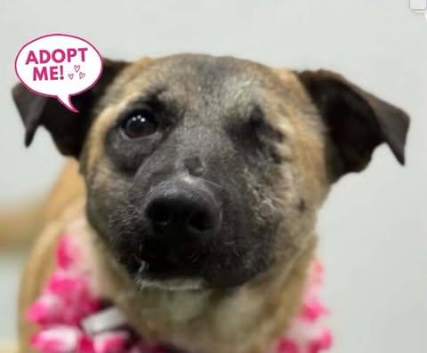 Enlarge Evee, a Adoptable mixed breed in San Diego, CA image 1/3