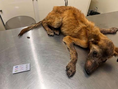 Enlarge Evee, a Adoptable mixed breed in San Diego, CA image 2/3