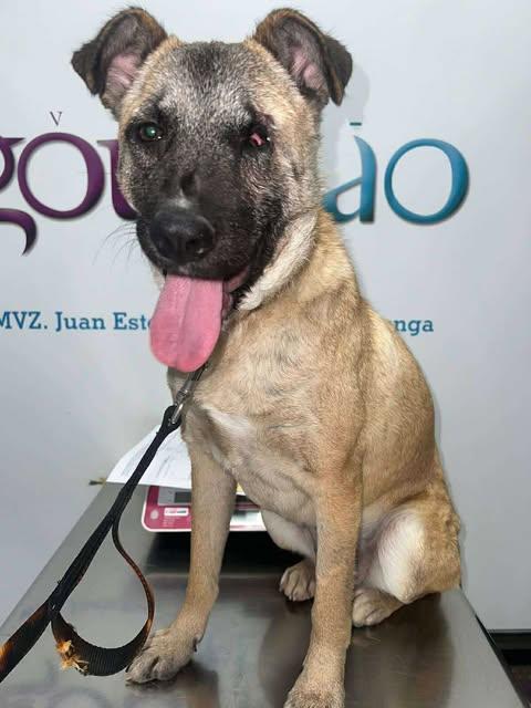 Enlarge Evee, a Adoptable mixed breed in San Diego, CA image 3/3