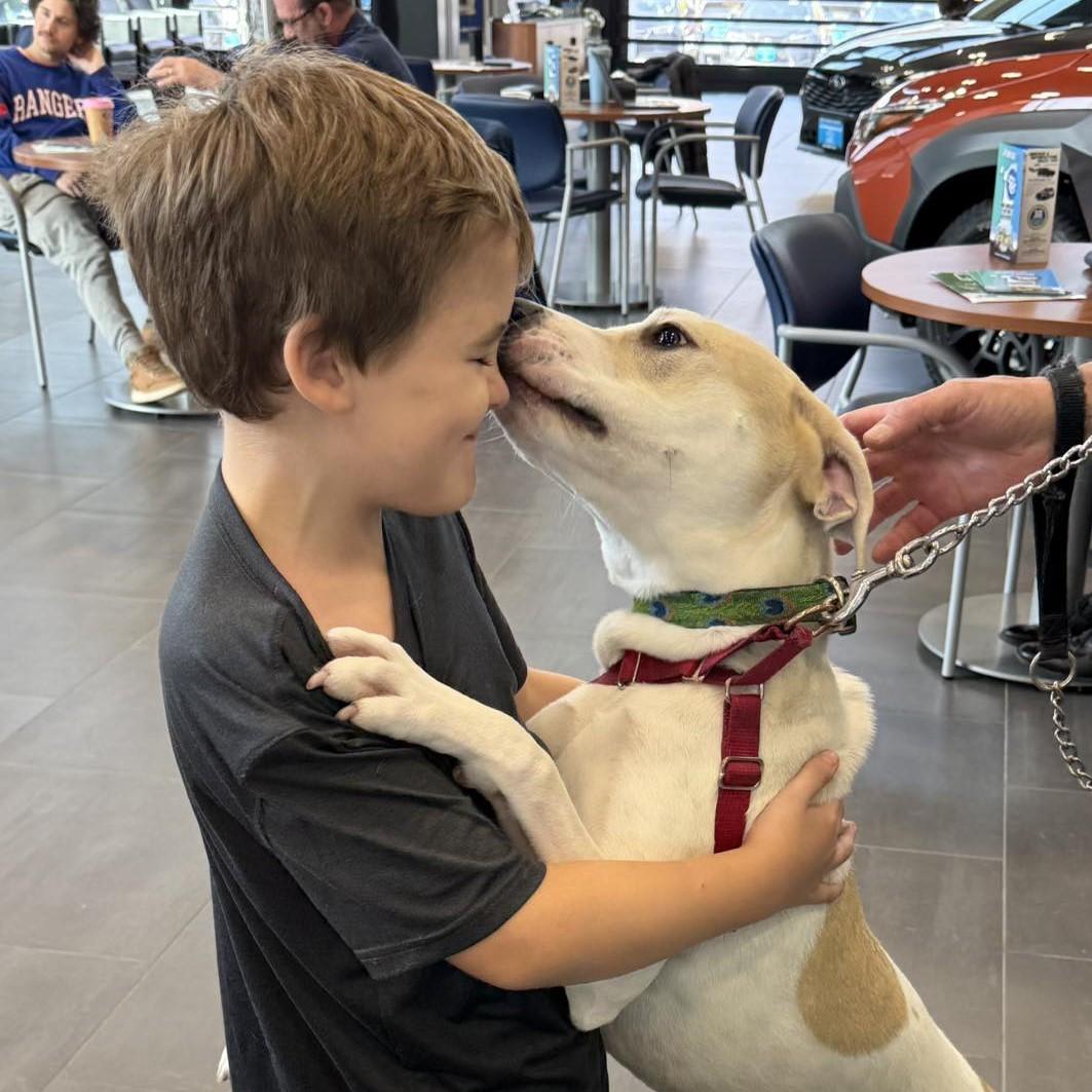 Corey, Adopted, Puppy Male Mixed Breed.