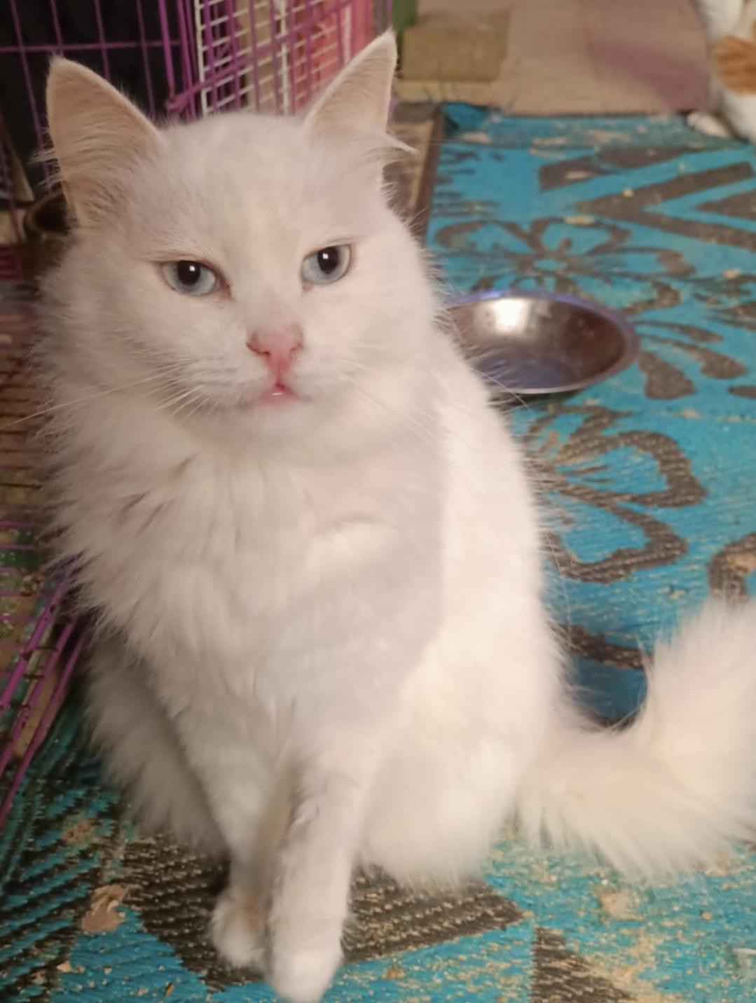 Lila, Adult Female unknown