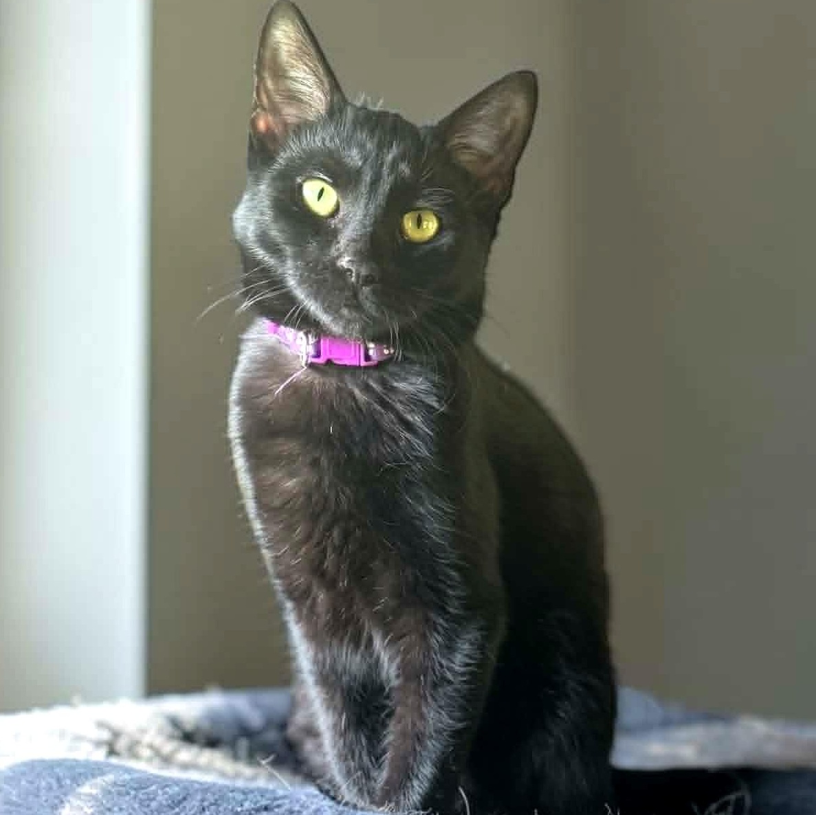 Catalina, adopted, Young Female Domestic Short Hair.