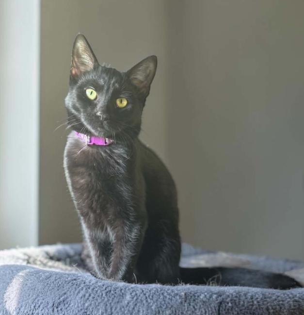 Catalina, an adopted Domestic Short Hair in Sedalia, MO image 2/2