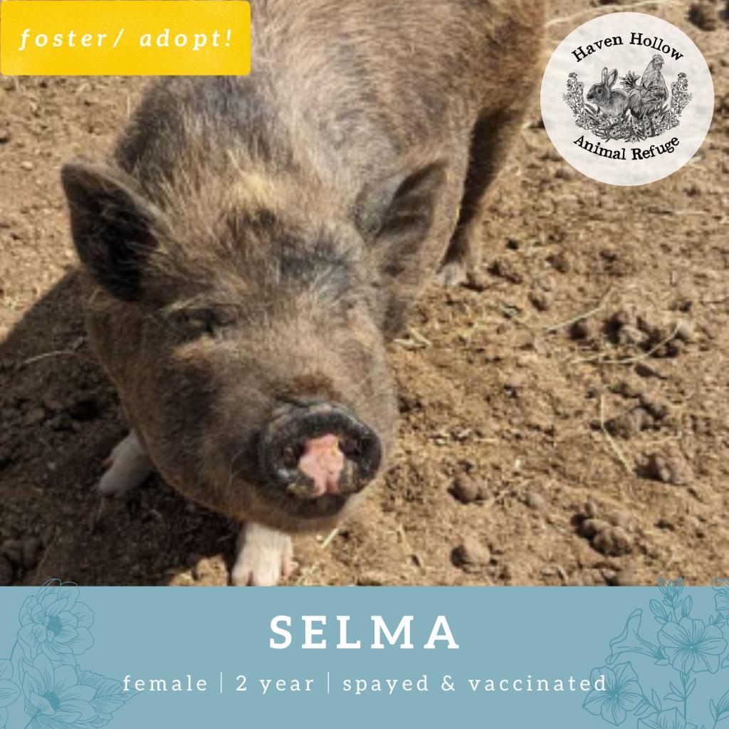 Selma, Adoptable, Adult Female Vietnamese Pot Bellied.
