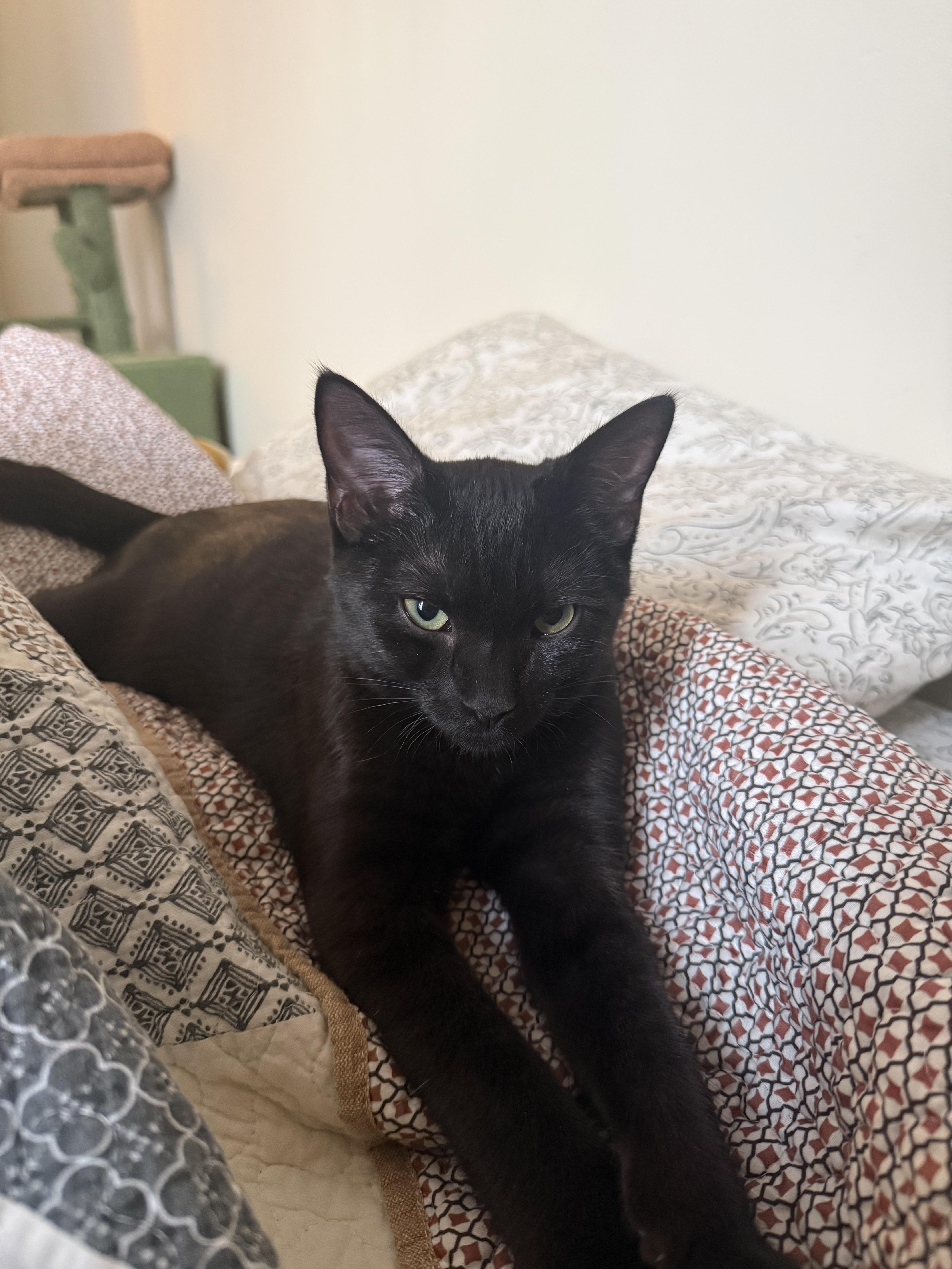 Enlarge Sasha, an adopted mixed breed in Cincinnati, OH image 3/3