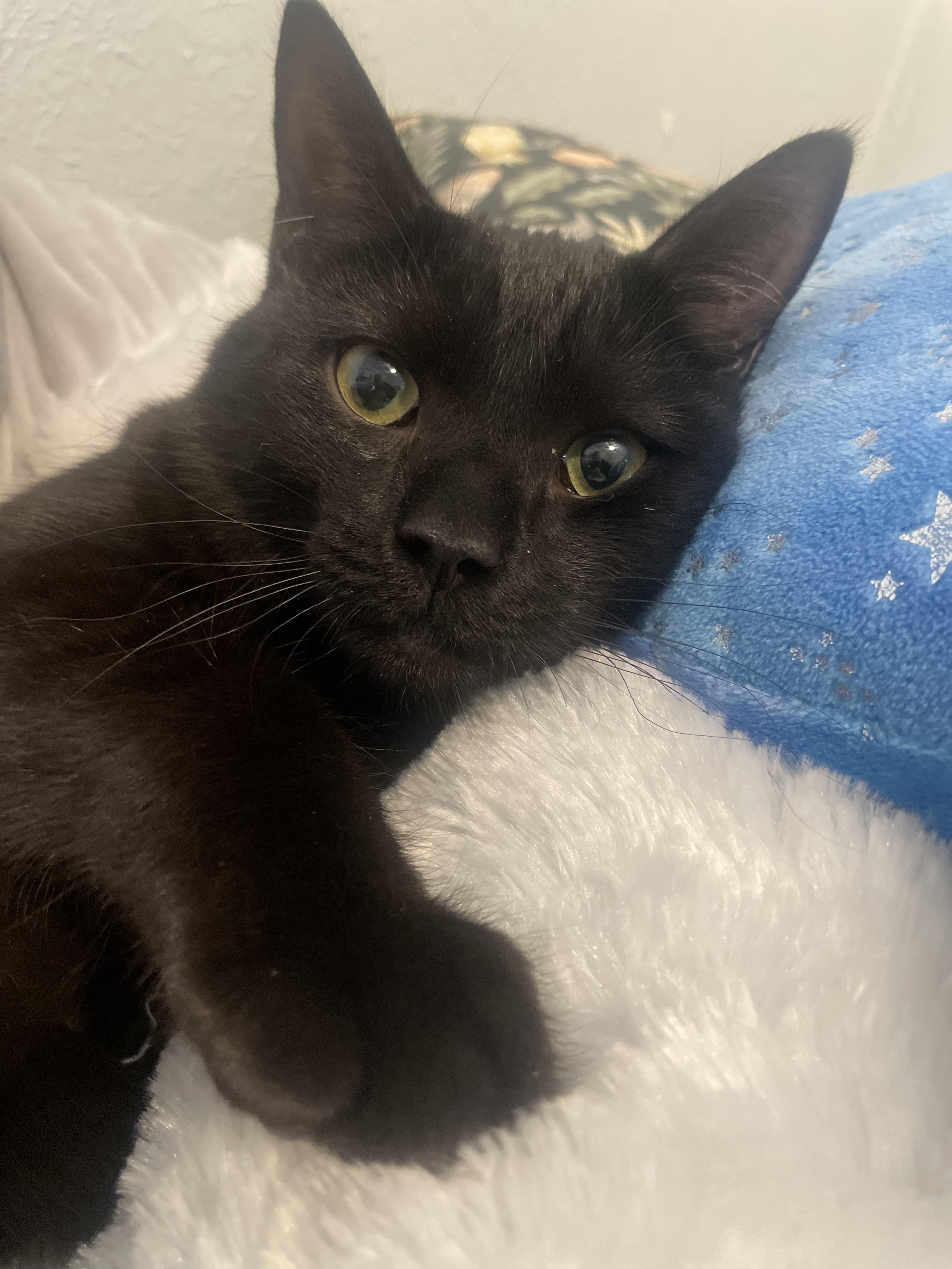 Enlarge Sasha, an adopted mixed breed in Cincinnati, OH image 2/3