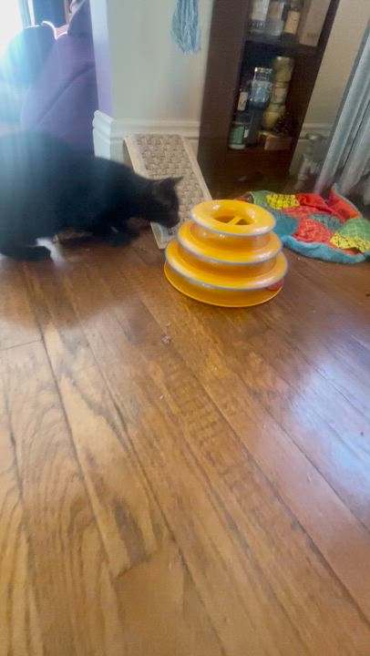 Enlarge Sasha, an adopted mixed breed in Cincinnati, OH video 1/3