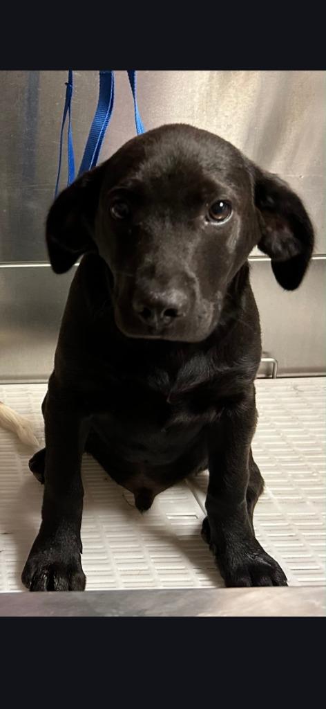 Bolt, Adoptable, Puppy Male Beagle.