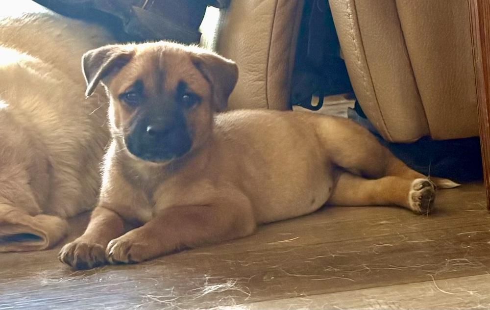 Rebecca Welton-Ted Lasso Litter, Adoptable, Puppy Female Mixed Breed.