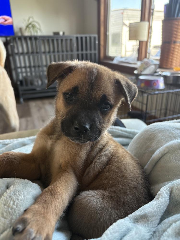 Enlarge Rebecca Welton-Ted Lasso Litter, a Adoptable mixed breed in Columbus, OH image 2/2