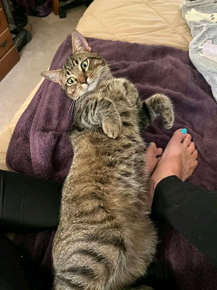 Phoenix, Adoptable, Young Male Domestic Short Hair.