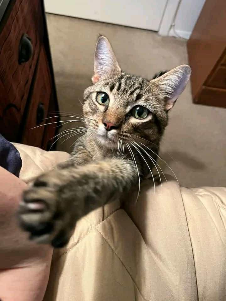 Phoenix, a Adoptable Domestic Short Hair in Springfield, PA image 2/3