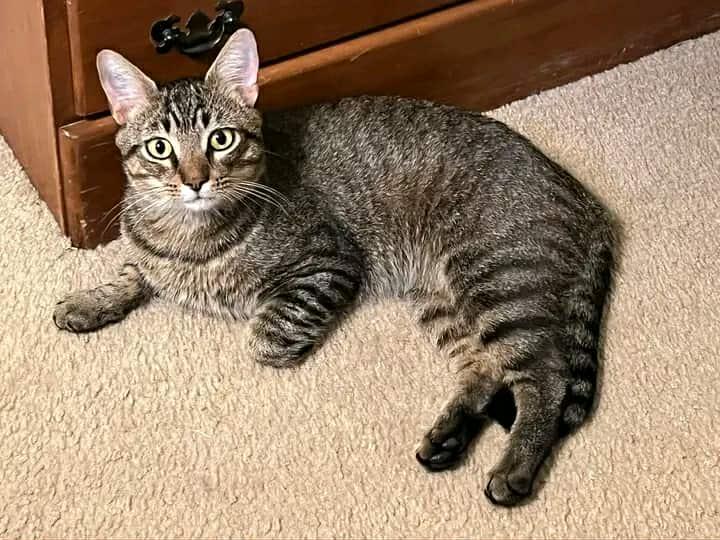 Phoenix, Adoptable, Young Male Domestic Short Hair.