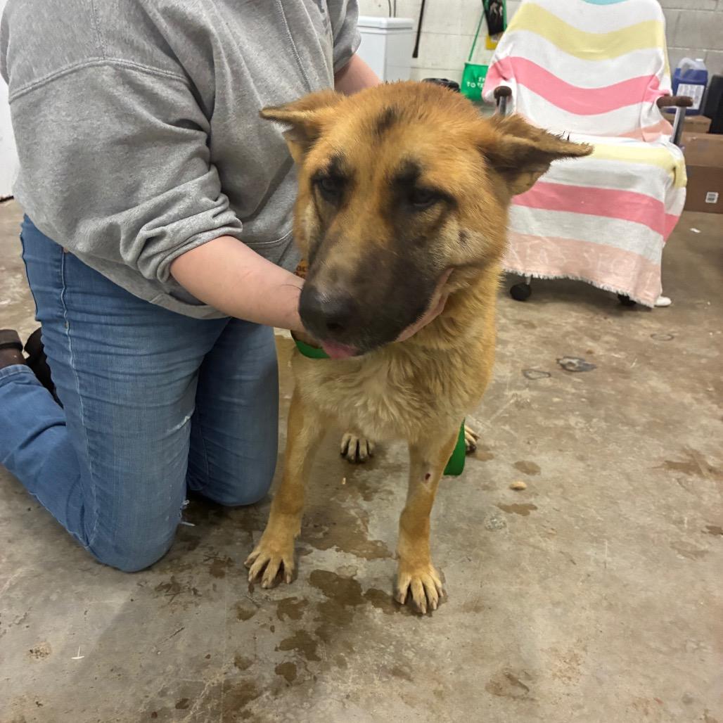 Enlarge Lady, a Adoptable German Shepherd Dog in Corbin, KY image 1/4