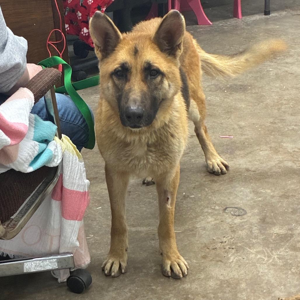 Enlarge Lady, a Adoptable German Shepherd Dog in Corbin, KY image 2/4
