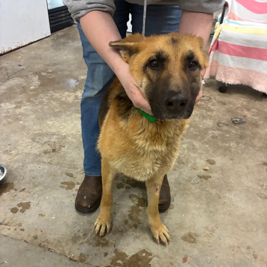 Enlarge Lady, a Adoptable German Shepherd Dog in Corbin, KY image 3/4