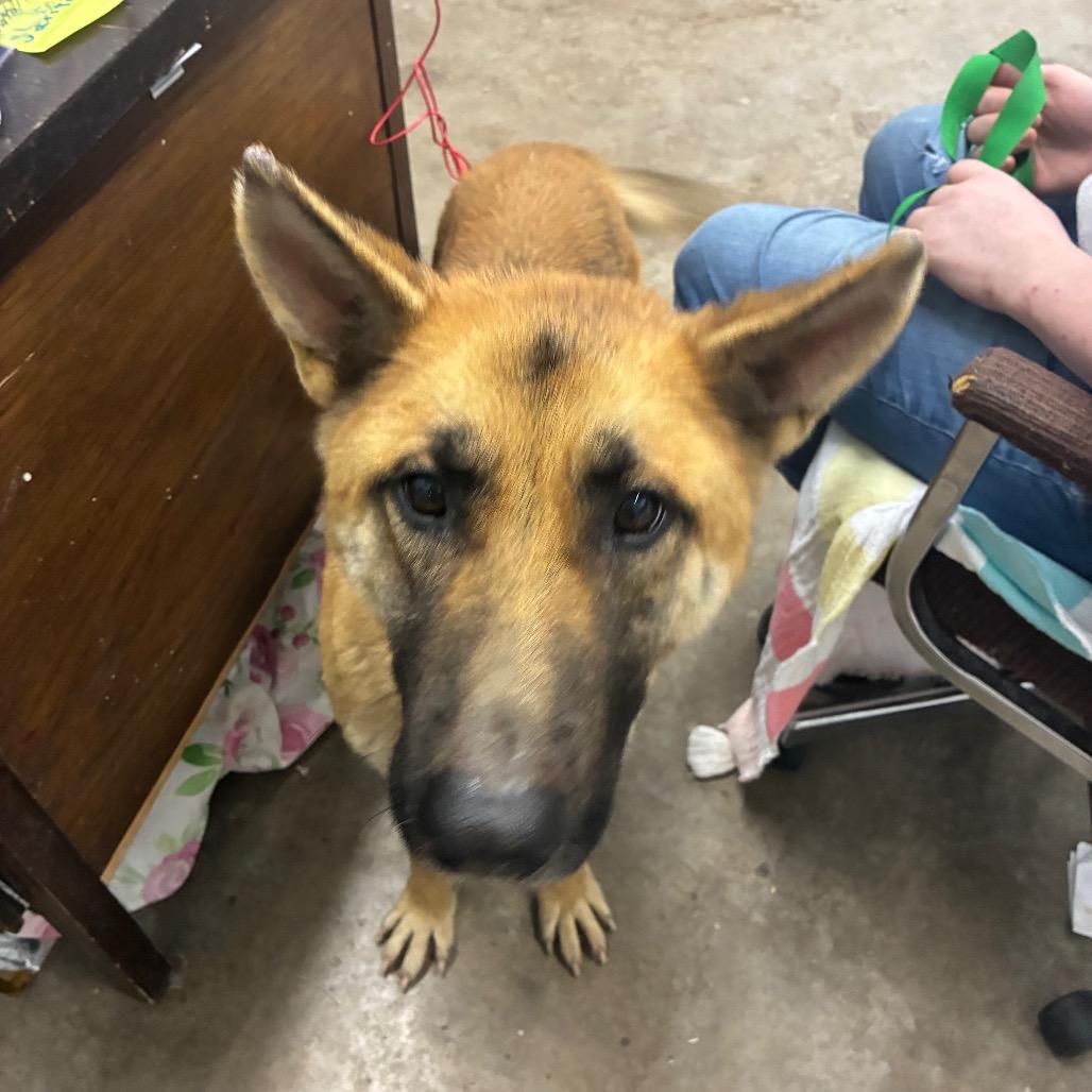 Enlarge Lady, a Adoptable German Shepherd Dog in Corbin, KY image 4/4