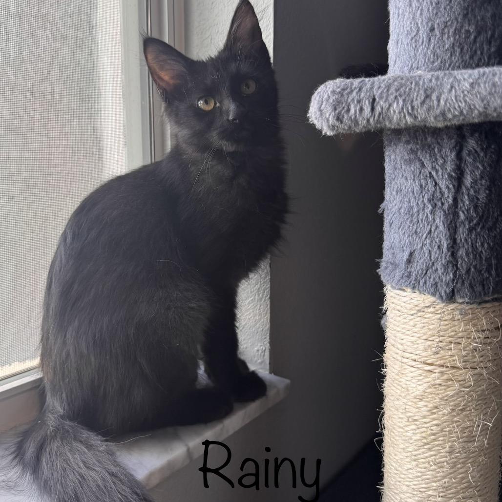 Rainy, Adoptable, Kitten Female Maine Coon & Domestic Long Hair.
