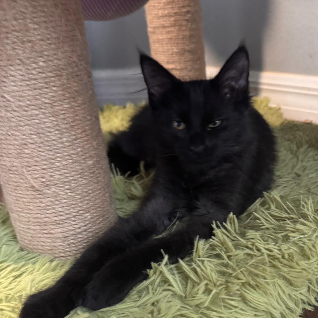 Enlarge Rainy, a Adoptable mixed breed in TITUSVILLE, FL image 2/3