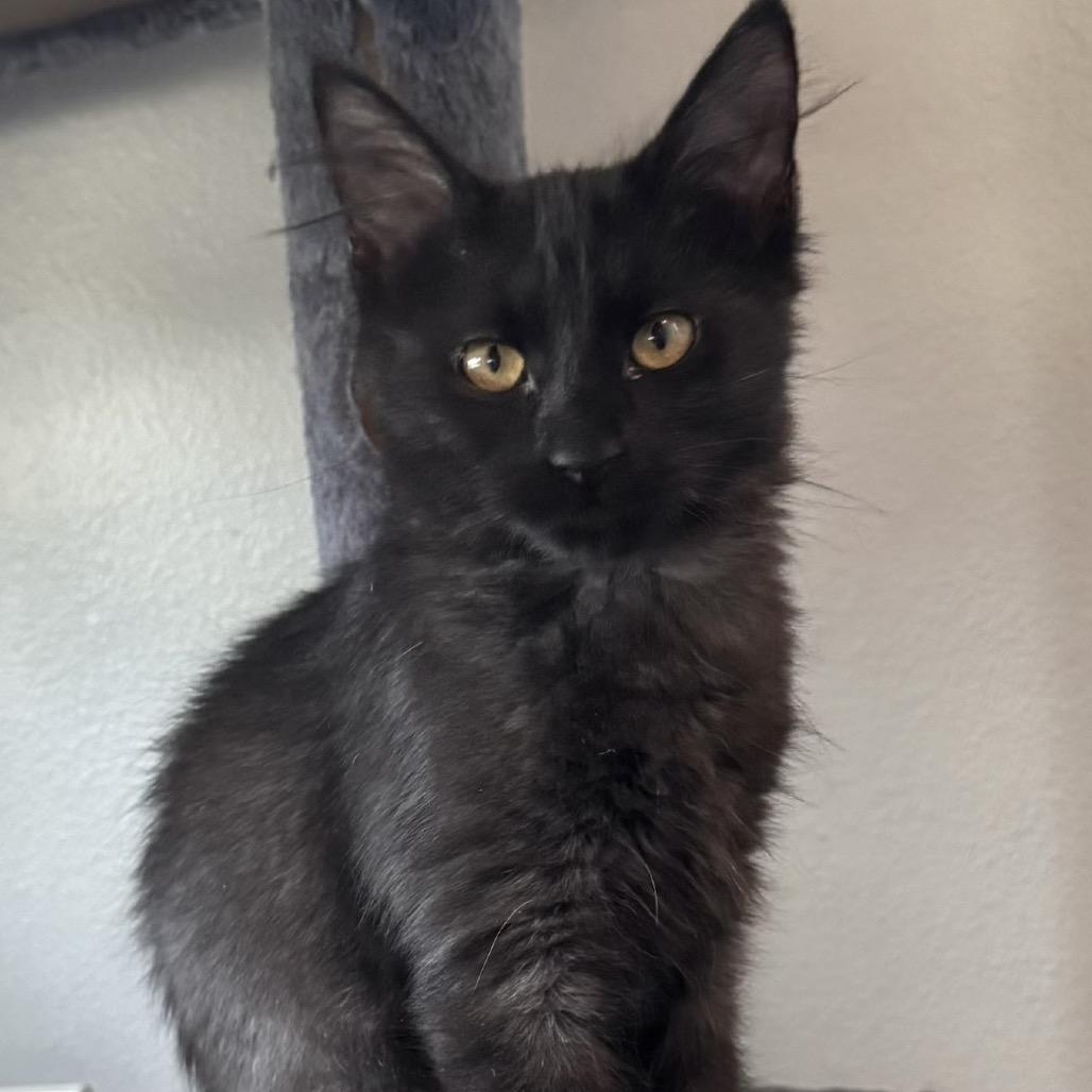 Enlarge Rainy, a Adoptable mixed breed in TITUSVILLE, FL image 3/3