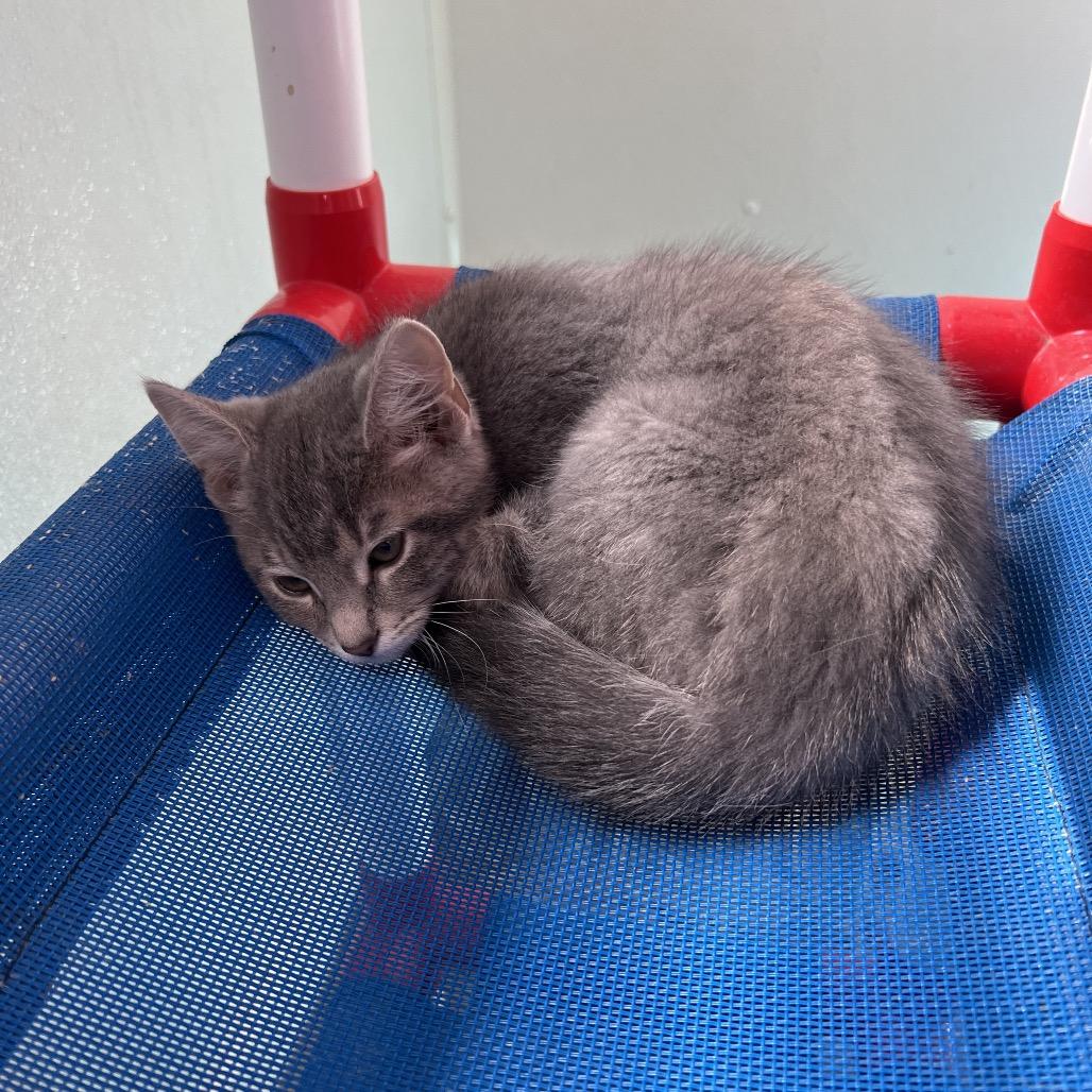 Cleo, Adoptable, Young Female Domestic Short Hair.