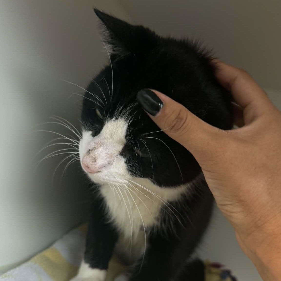 Enlarge Broly, a ADOPTABLE American Shorthair in Danbury, CT image 2/3