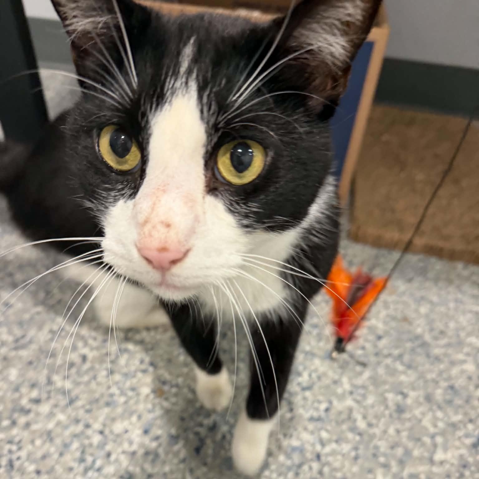 Broly, Adoptable, Adult Male American Shorthair.
