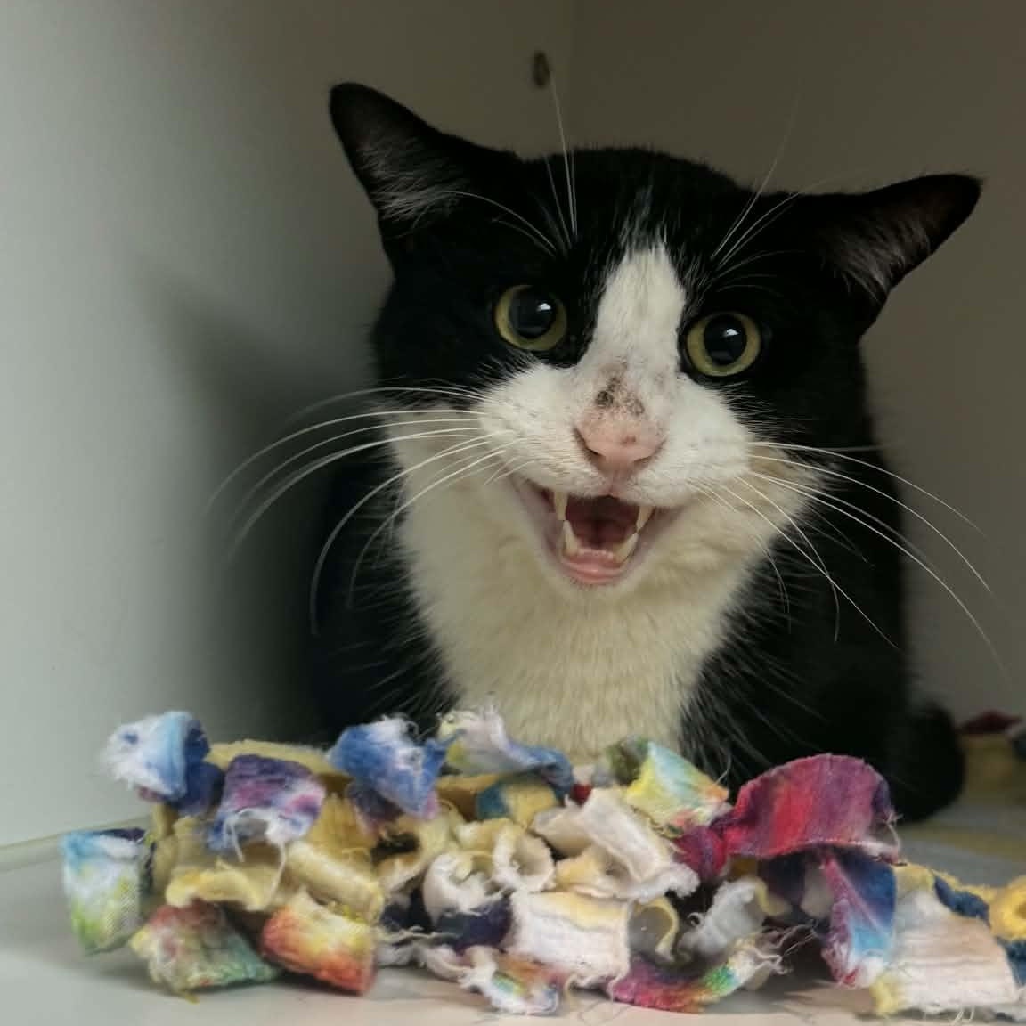 Enlarge Broly, a ADOPTABLE American Shorthair in Danbury, CT image 1/3
