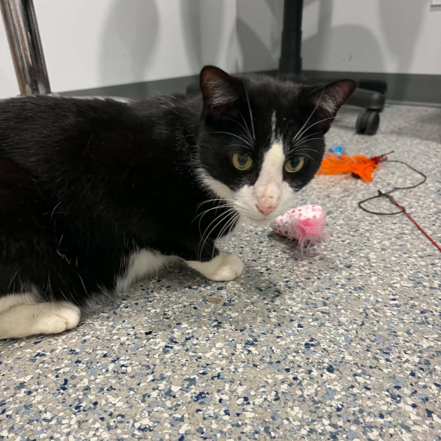 Enlarge Broly, a Adoptable American Shorthair in Danbury, CT image 5/5