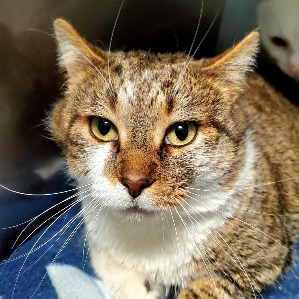 Enlarge Pudge, a Adoptable Domestic Short Hair in PITTSBURGH, PA image 1/1