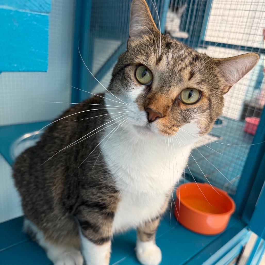 Enlarge Pudge, a Adoptable Domestic Short Hair in PITTSBURGH, PA image 2/3