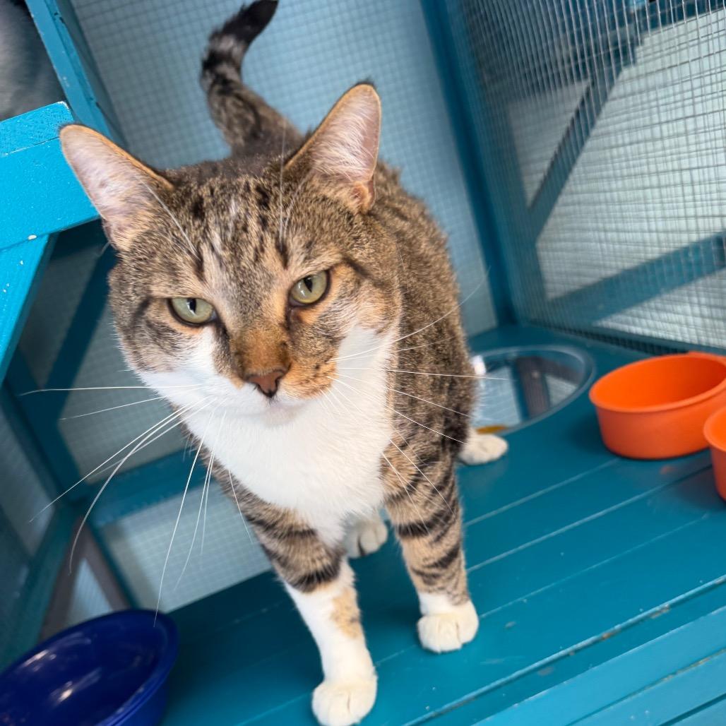 Enlarge Pudge, a Adoptable Domestic Short Hair in PITTSBURGH, PA image 3/3