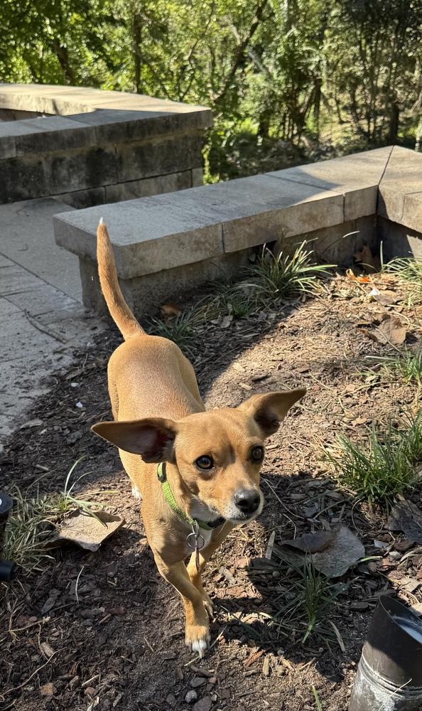 Neda, Adoptable, Young Female Chihuahua.