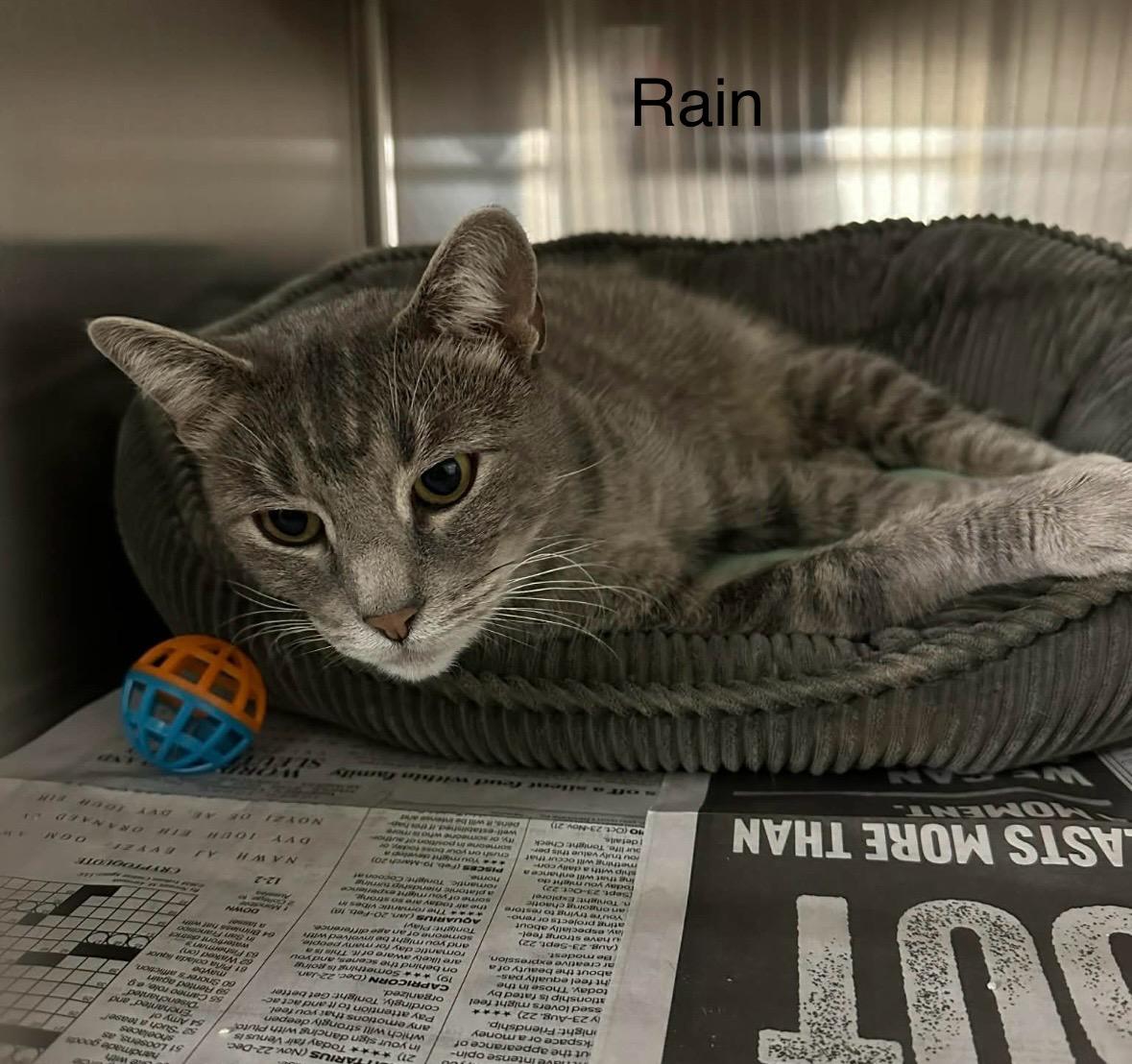 Rain, ADOPTABLE, Adult Male Domestic Short Hair.