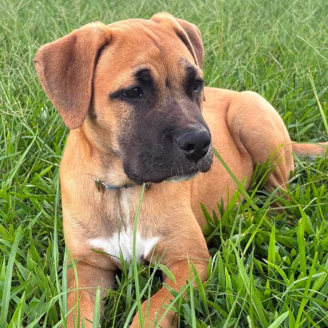 Enlarge Ilaria, an adopted mixed breed in Houston, TX image 3/3