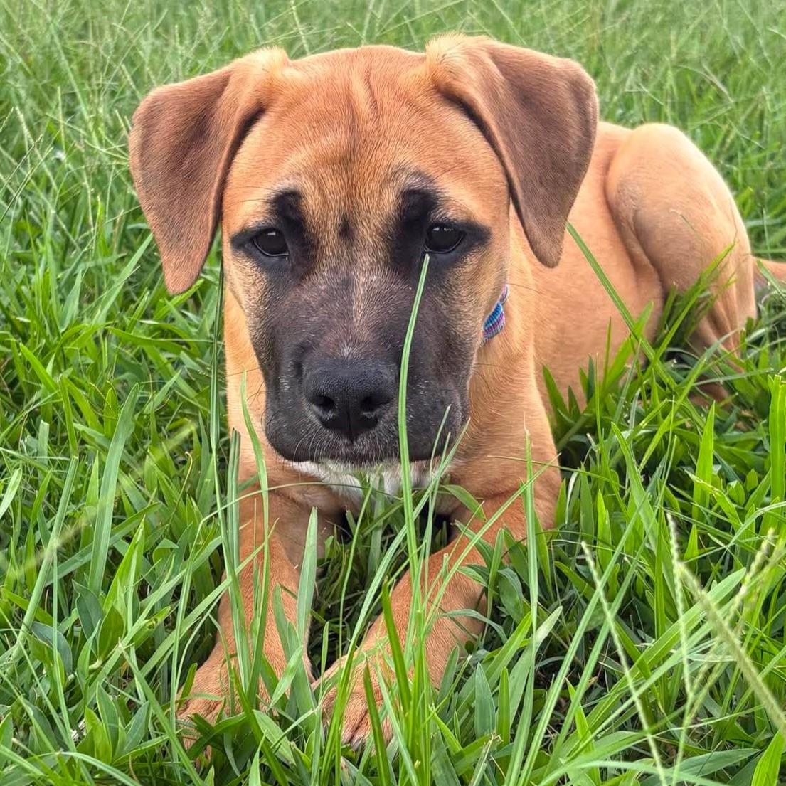 Enlarge Ilaria, an adopted mixed breed in Houston, TX image 2/3