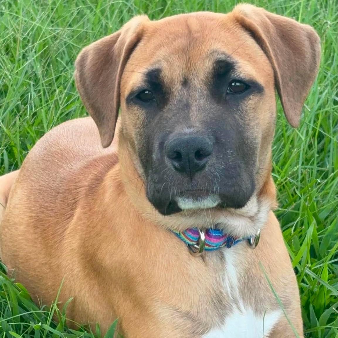 Ilaria, adopted, Puppy Female Cane Corso & Pit Bull Terrier.