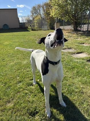 Enlarge Erros, a Adoptable mixed breed in Erin, ON image 1/3