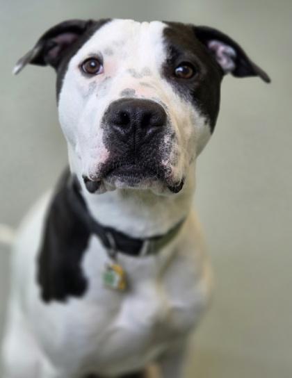Enlarge Erros, a Adoptable mixed breed in Erin, ON image 1/2