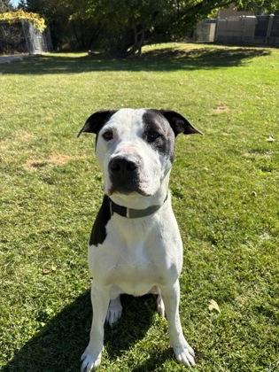 Enlarge Erros, a Adoptable mixed breed in Erin, ON image 2/3
