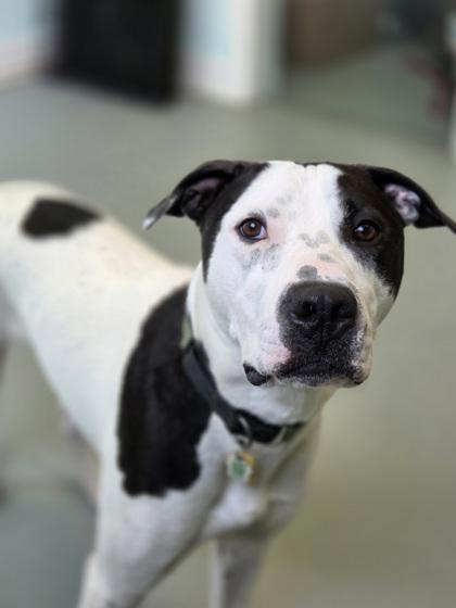 Erros, Adoptable, Young Male American Bulldog & Mixed Breed.