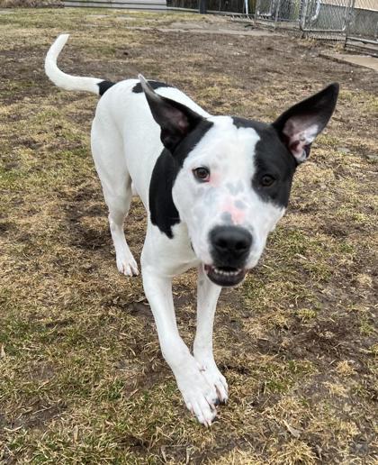Enlarge Erros, a Adoptable mixed breed in Erin, ON image 3/3