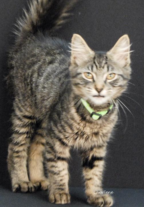 Wallie, adopted, Young Male Tabby.