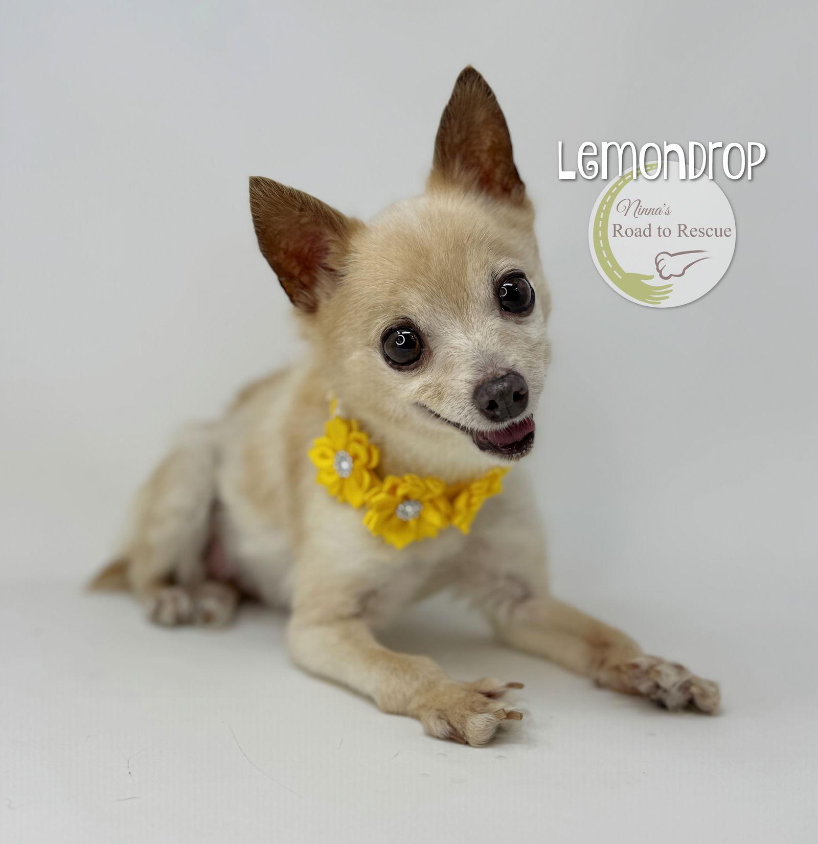 Lemondrop, Adoptable, Senior Female Chihuahua.