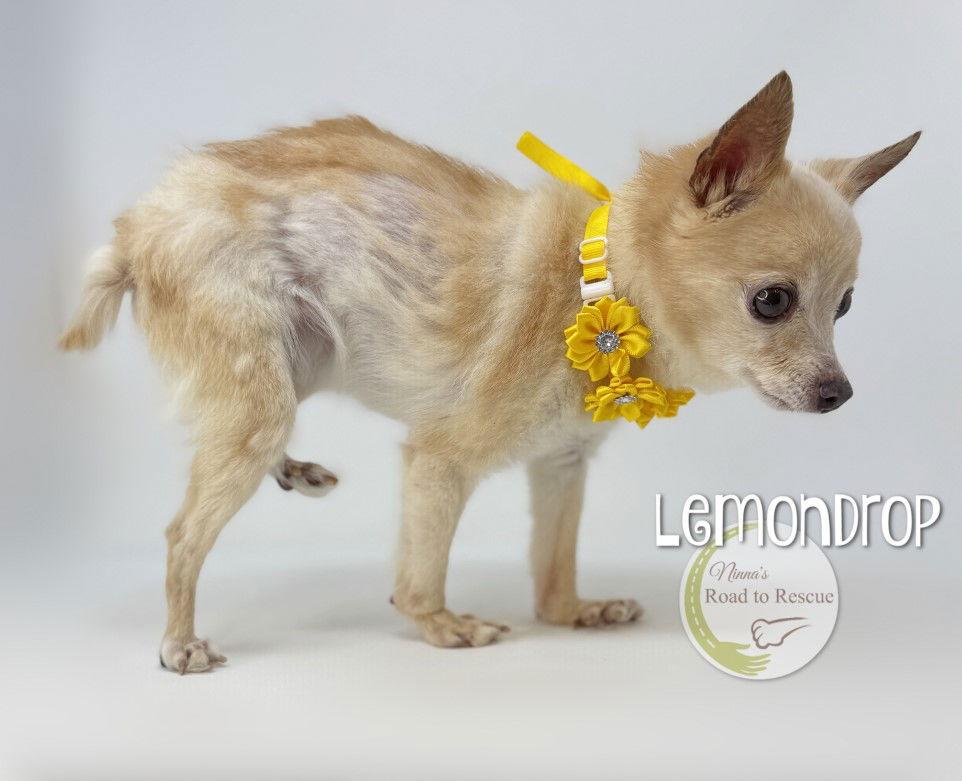 Enlarge Lemondrop, a Adoptable Chihuahua in Benton, LA image 2/3