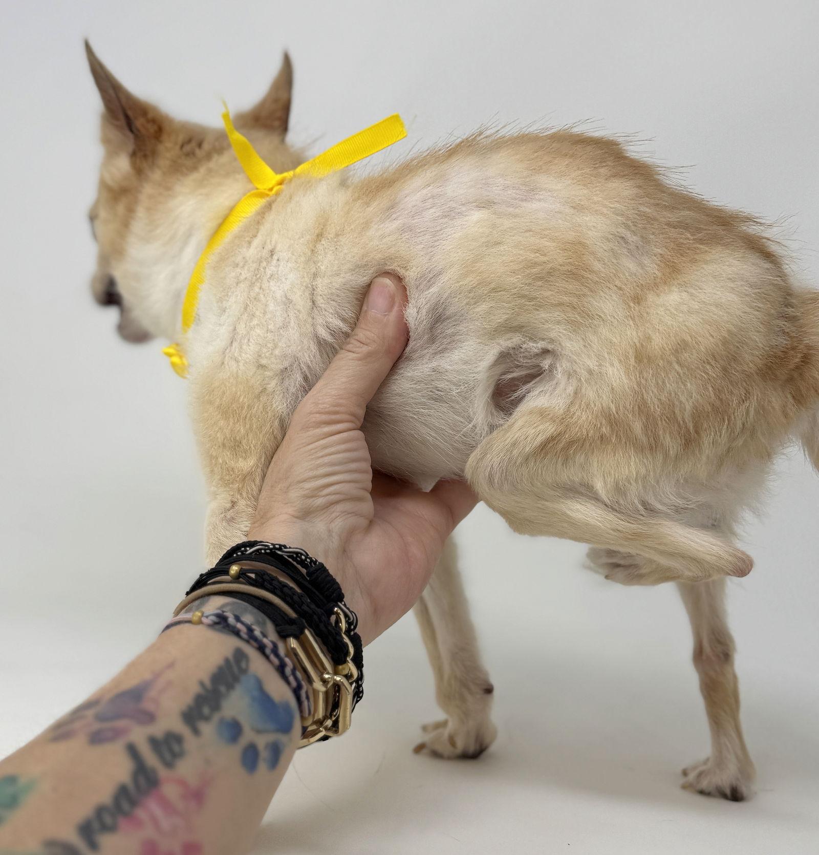 Enlarge Lemondrop, a Adoptable Chihuahua in Benton, LA image 3/3