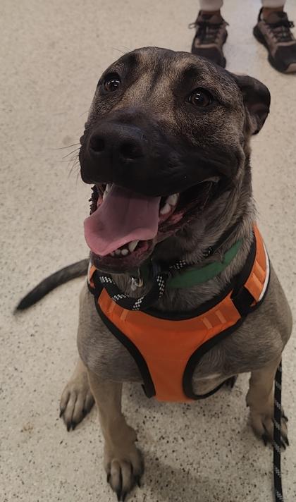 Captain Blue, Adoptable, Adult Male Mixed Breed & Mixed Breed.