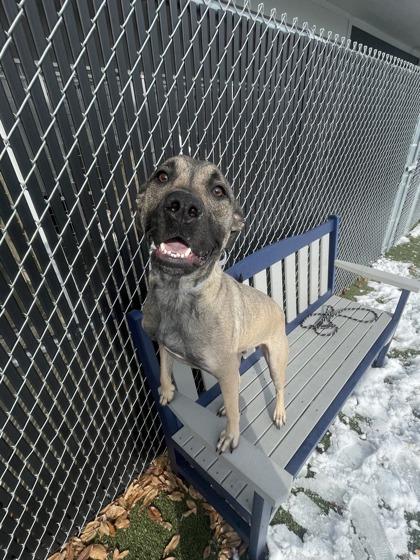 Enlarge Captain Blue, a Adoptable mixed breed in Lafayette, IN image 2/3