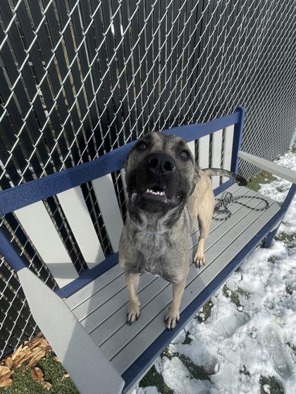 Enlarge Captain Blue, a Adoptable mixed breed in Lafayette, IN image 3/3